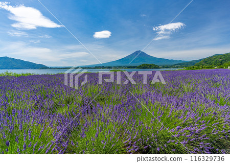 Summer Lake Kawaguchi, Lavender and Mt. Fuji, Oishi Park 116329736