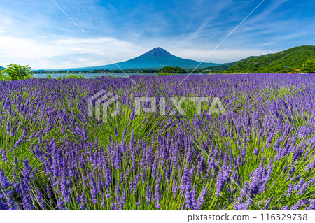 夏天的河口湖、薰衣草與富士山、大石公園 夏天的河口湖、薰衣草與富士山、大石公園 116329738