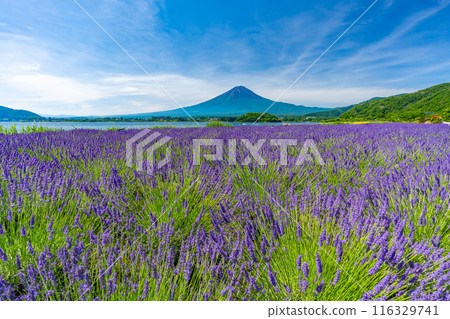 夏天的河口湖、薰衣草與富士山、大石公園 116329741