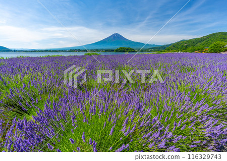 Summer Lake Kawaguchi, Lavender and Mt. Fuji, Oishi Park 116329743