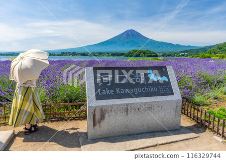 Summer Lake Kawaguchi, Lavender and Mt. Fuji, Oishi Park 116329744