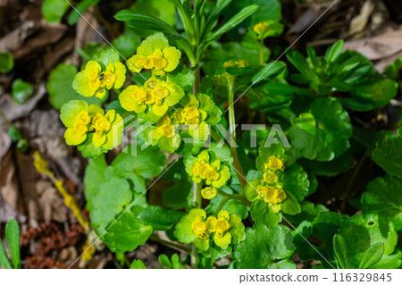 Blooming Golden Saxifrage Chrysosplenium alternifolium with soft edges. Selective focus. Has healing properties. Yellow spring small flowers 116329845