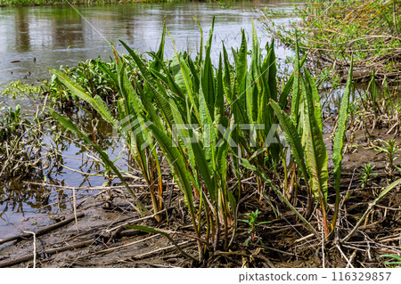Close up of Yellow flag irisses Iris pseudacorus and Great water dock Rumex hydrolapathum 116329857