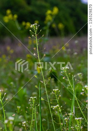 Capsella bursa-pastoris, known as shepherd's bag. Widespread and common weed in agricultural and garden crops. Medicinal plant in natural environment Capsella bursa-pastoris, known as shepherd's bag. Widespread and common weed in agricultural and garden crops. Medicinal plant in natural environment 116329870