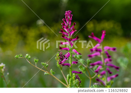 Fumaria officinalis, the common fumitory, drug fumitory or earth smoke, is a herbaceous annual flowering plant,healing for skin problems, blood purification 116329892