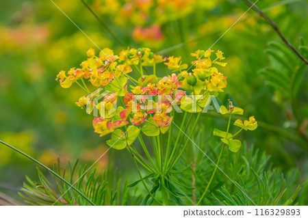 Flowers of a wild toxic plant Euphorbia cyparissias or cypress spurge 116329893