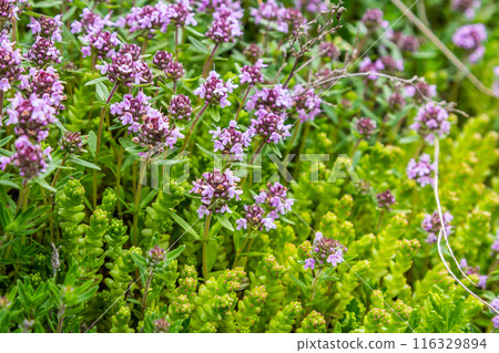 Blossoming fragrant Thymus serpyllum, Breckland wild thyme, creeping thyme, or elfin thyme close-up, macro photo. Beautiful food and medicinal plant in the field in the sunny day Blossoming fragrant Thymus serpyllum, Breckland wild thyme, creeping thyme, or elfin thyme close-up, macro photo. Beautiful food and medicinal plant in the field in the sunny day 116329894