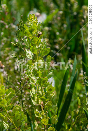 In nature, Thlaspi arvense grows among wild grasses In nature, Thlaspi arvense grows among wild grasses 116329902