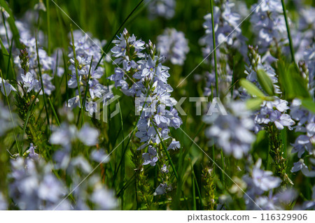 Veronica germandera, Veronica prostrata, growing in spring in a meadow, sunny day, natural environment 116329906