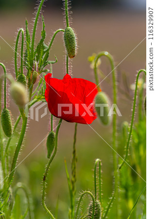 Papaver rhoeas or common poppy, red poppy is an annual herbaceous flowering plant in the poppy family, Papaveraceae, with red petals 116329907