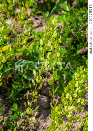 In nature, Thlaspi arvense grows among wild grasses 116329916