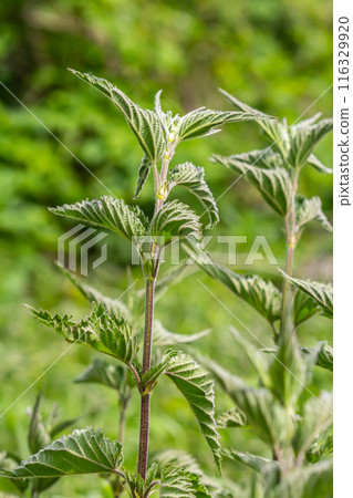 Urtica dioica or stinging nettle, in the garden. Stinging nettle, a medicinal plant that is used as a bleeding, diuretic, antipyretic, wound healing, antirheumatic agent 116329920