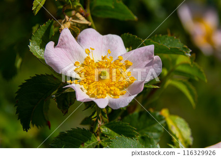Dog rose, Rosa canina, is an important medicinal plant with pink or white flowers and is used in medicine. It is a wild rose and has red rosehip fruits in the fall 116329926