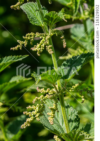 Urtica dioica or stinging nettle, in the garden. Stinging nettle, a medicinal plant that is used as a bleeding, diuretic, antipyretic, wound healing, antirheumatic agent 116329932