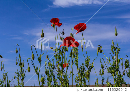 Papaver rhoeas or common poppy, red poppy is an annual herbaceous flowering plant in the poppy family, Papaveraceae, with red petals 116329942
