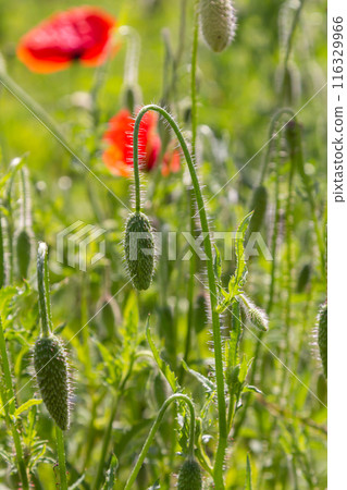 Papaver rhoeas or common poppy, red poppy is an annual herbaceous flowering plant in the poppy family, Papaveraceae, with red petals 116329966