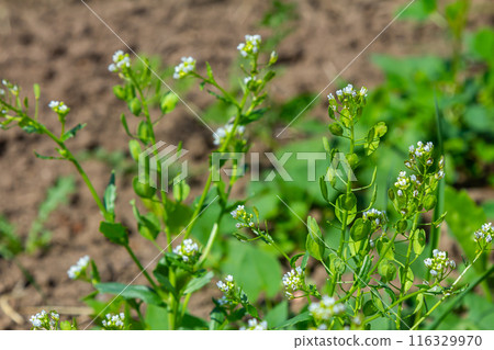 In nature, Thlaspi arvense grows among wild grasses 116329970