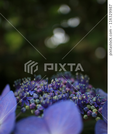 Up for hydrangea Up for hydrangea 116329987