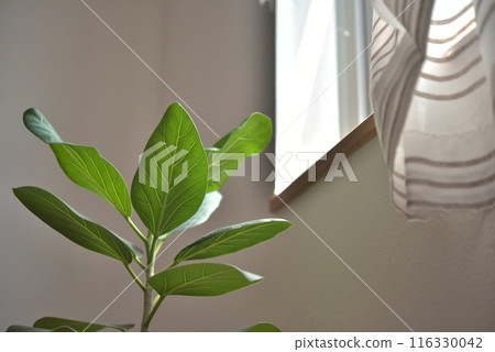 Ficus, a foliage plant on the windowsill 116330042