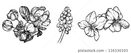 Spring flowers drawing with line art on white background 116330103