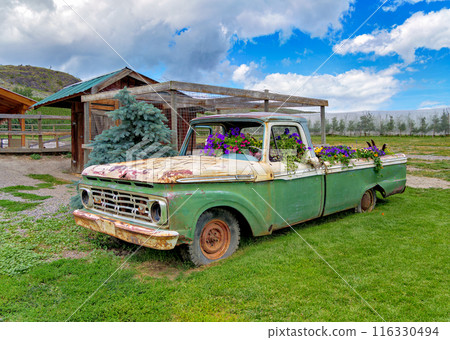 Orchard farm with old rusty truck serving as a decorative flowerbed 116330494