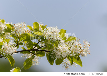 Nanjamonja flower 01 116330509