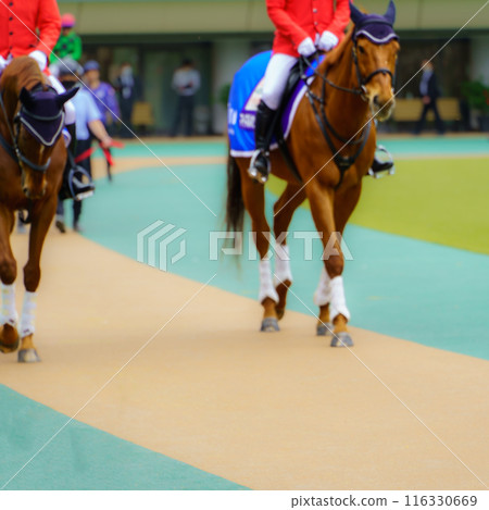 賽馬場圍場牽頭馬 116330669