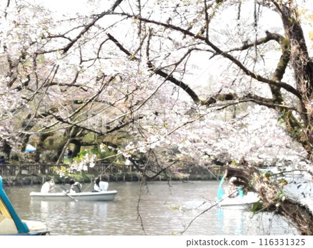 Cherry blossom viewing by boat 116331325