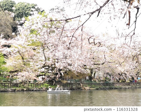 Cherry blossom viewing by boat Cherry blossom viewing by boat 116331328