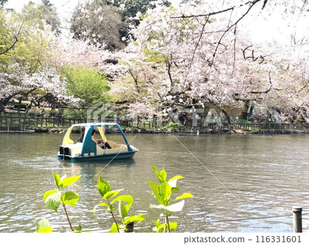 搭船賞櫻花 搭船賞櫻花 116331601