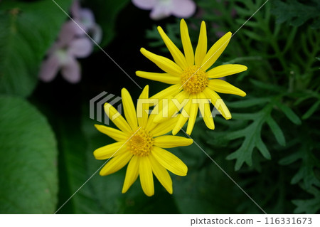 Margaret Cosmos Margaret Cosmos 116331673