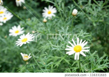 White Margaret White Margaret 116331683