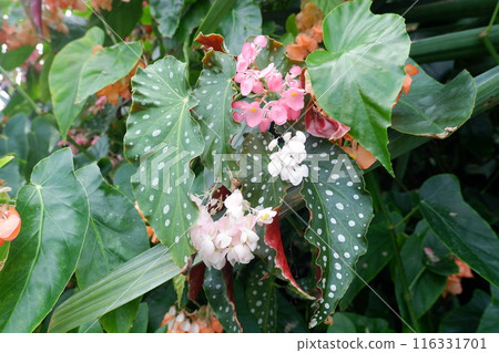 Trees Begonia 116331701