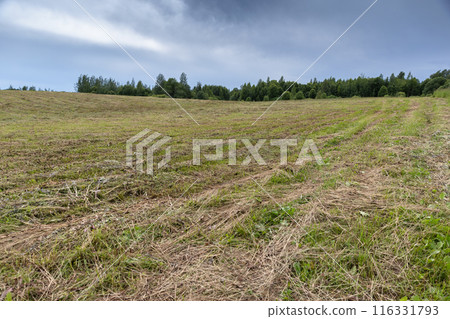 Mown field is under a cloudy sky 116331793