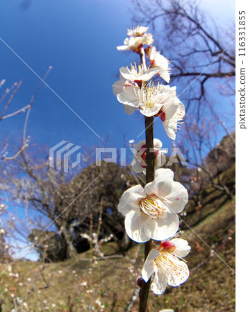 Spring blue sky and plum blossoms Spring blue sky and plum blossoms 116331855