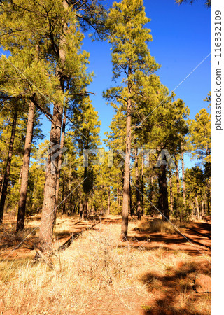 Near Lake of the Woods Arizona 116332109
