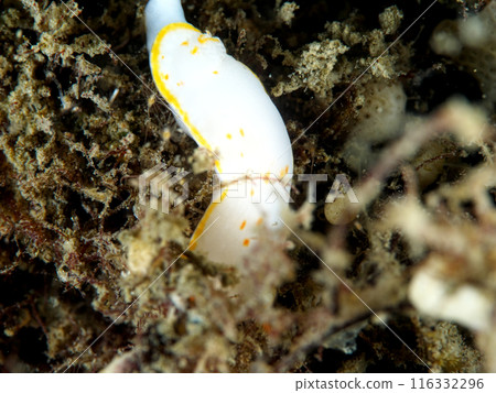 Snowy sea slug with white body and yellow spots Snowy sea slug with white body and yellow spots 116332296