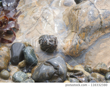 Ishidatami, a snail shell crawling along the rocks by the sea Ishidatami, a snail shell crawling along the rocks by the sea 116332380
