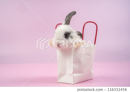 bunny Easter fluffy baby rabbit or new born rabbit. 116332456
