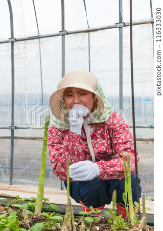 Asparagus harvesting, woman working in the fields Asparagus harvesting, woman working in the fields 116333030
