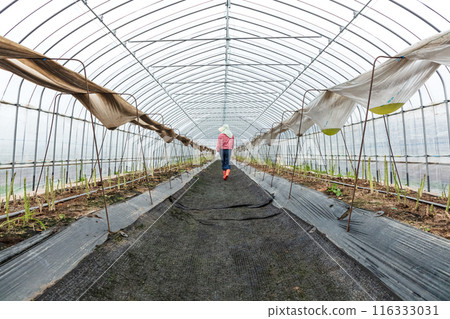 Asparagus harvesting, woman working in the fields 116333031