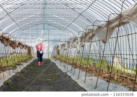 Asparagus harvesting, woman working in the fields Asparagus harvesting, woman working in the fields 116333036