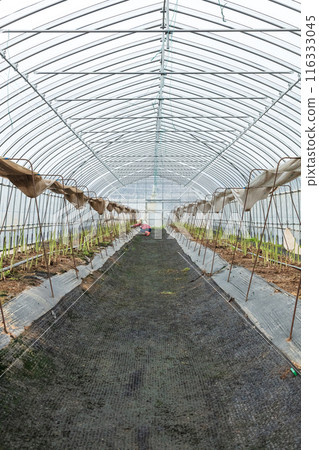 Asparagus harvesting, woman working in the fields 116333045