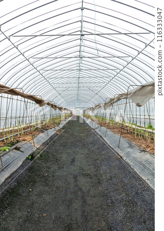 蘆筍收穫，在農場工作的婦女 116333047