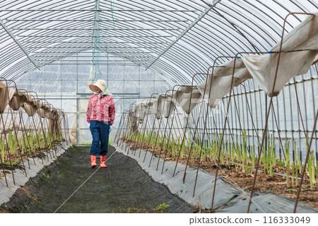 蘆筍收穫，在農場工作的婦女 116333049