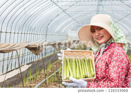 Asparagus harvesting, woman working in the fields 116333068