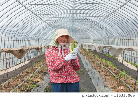 Asparagus harvesting, woman working in the fields 116333069