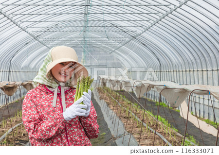 Asparagus harvesting, woman working in the fields 116333071