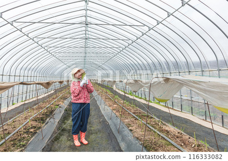 Asparagus harvesting, woman working in the fields 116333082