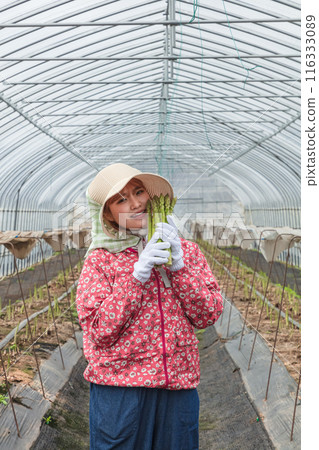 Asparagus harvesting, woman working in the fields 116333089
